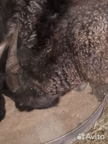 Козы с козлятами