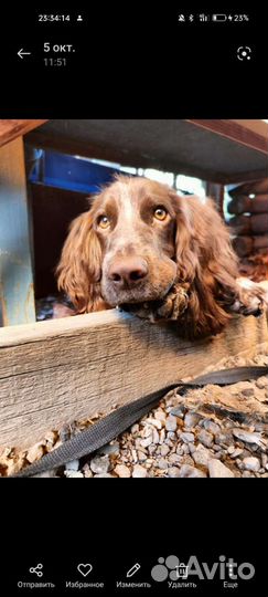 Русский спаниель