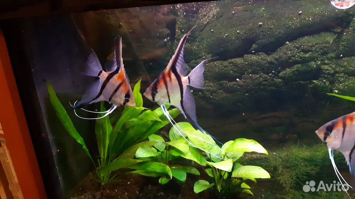 Скалярии манакапуру природная форма