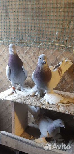 Голуби Ленинаканци и турецкая такла