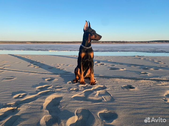 Купирование ушей,хвостов,прибылых пальцев собакам