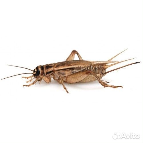 Кормовые насекомые