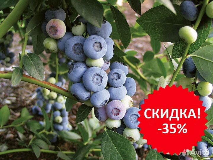 Голубика. Сорт Река 5 лет