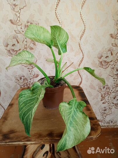 Драцена, филодендрон Биркин