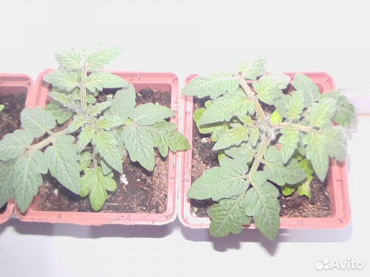 Комнатный помидор, семена и рассада