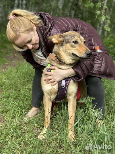 Прекрасная Луна ждёт тебя в приюте