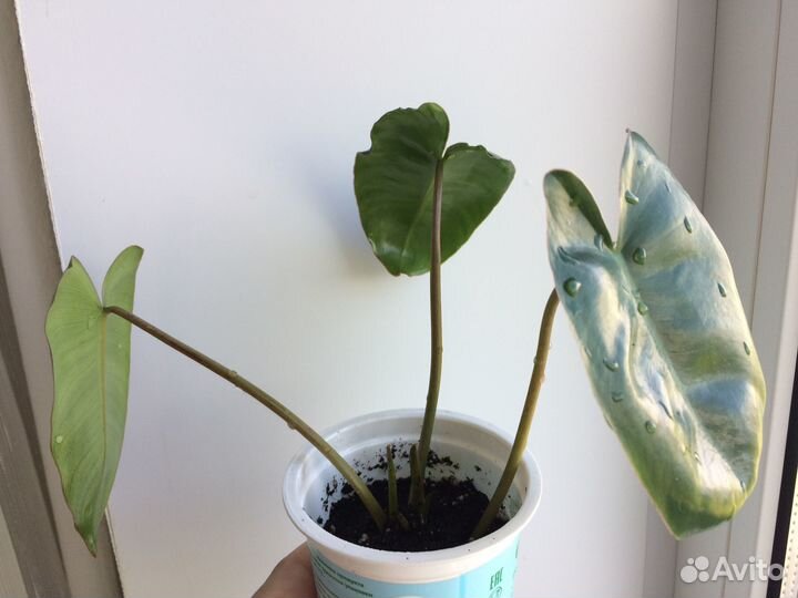 Хлорофитум Бонни, Филодендрон Бурле макс