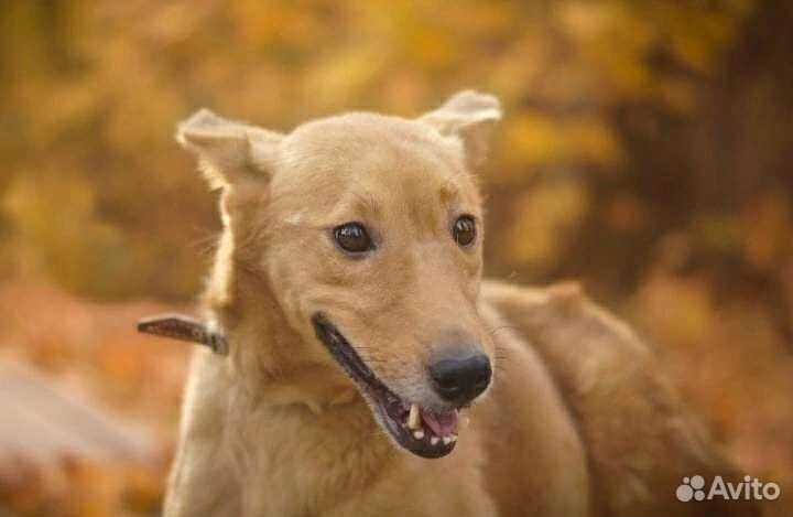 Особенная собачка Ладушка