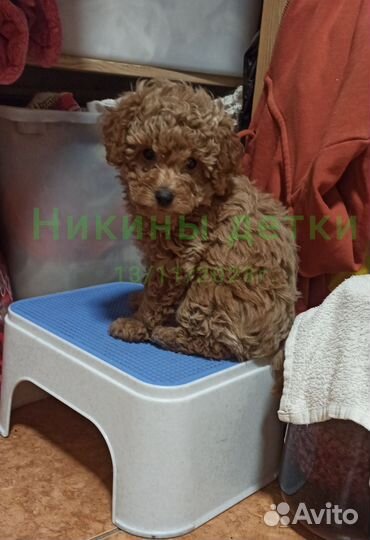 Щенки Той-пудель Абрикос