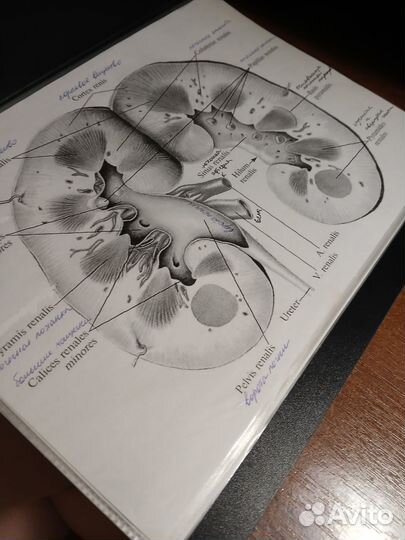 Тетрадь по анатомии