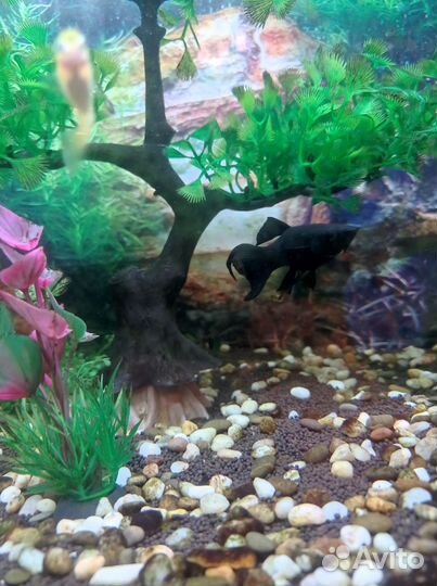 Аквариумная рыба