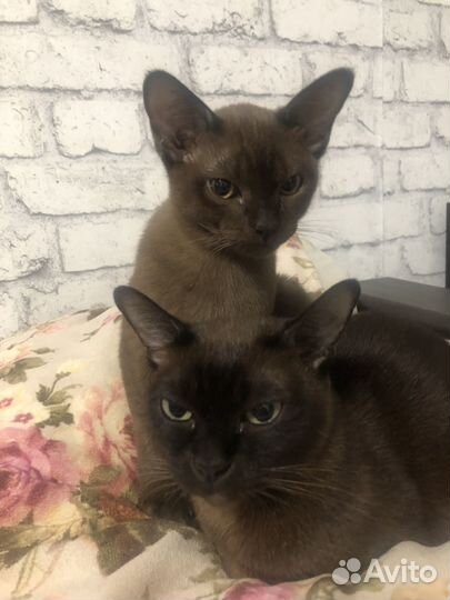 Котенок Бурма