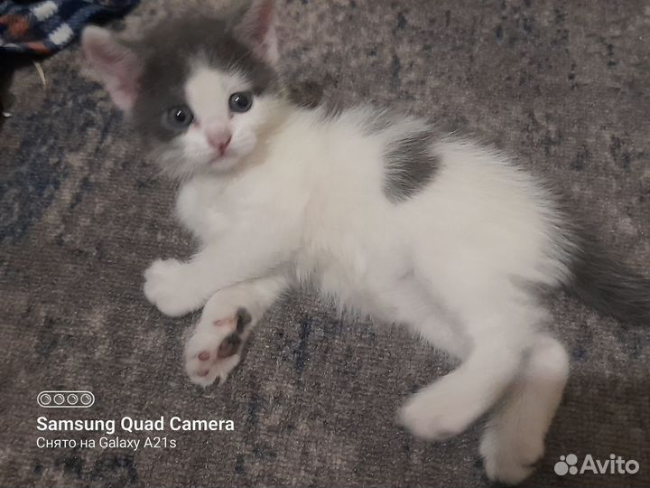 Отдам котят