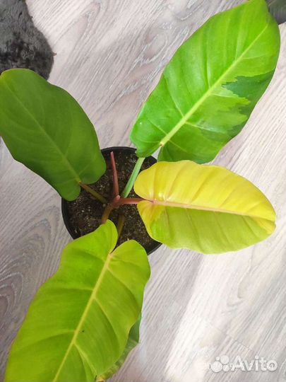 Филодендрон Пин Тонг