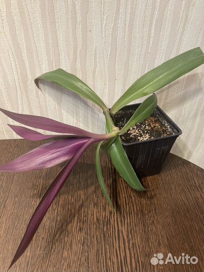 Традесканция Рео