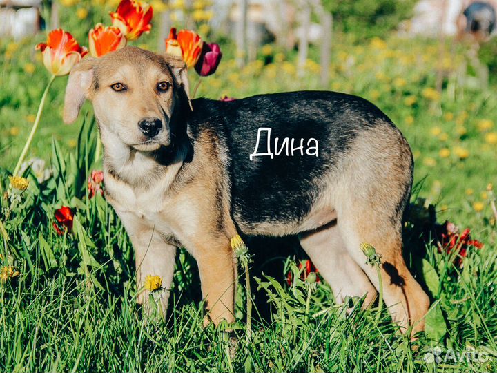 Собака в добрые руки отдам бесплатно щенки