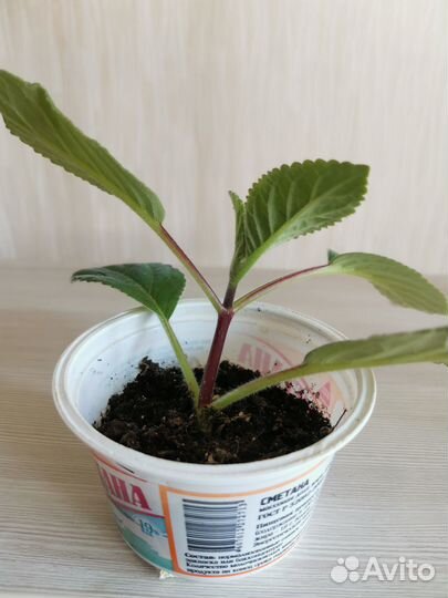 Тидея Глоксиния