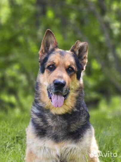 Овчарка в добрые руки