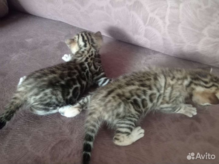 Бенгальские котята