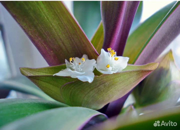 Традесканция рео