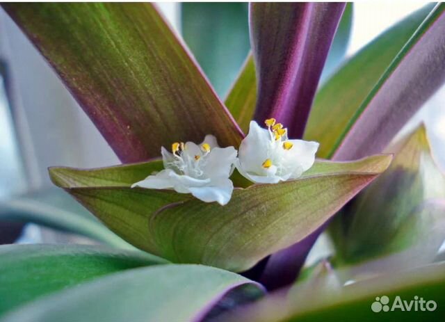 Традесканция рео