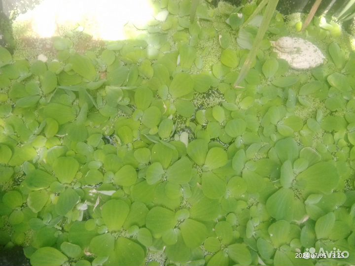 Пистия аквариум растение