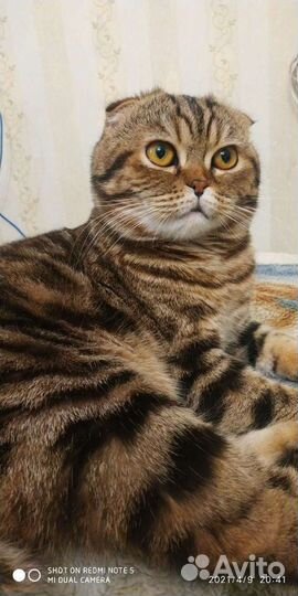 Шотландец