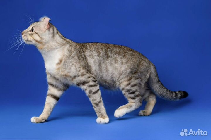 Американские кёрлы, питомник