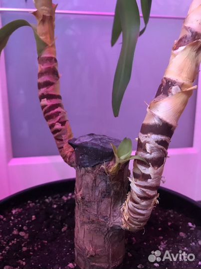 Фикус, юкка