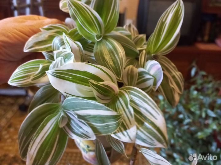 Традесканция, сингониумы и много другого