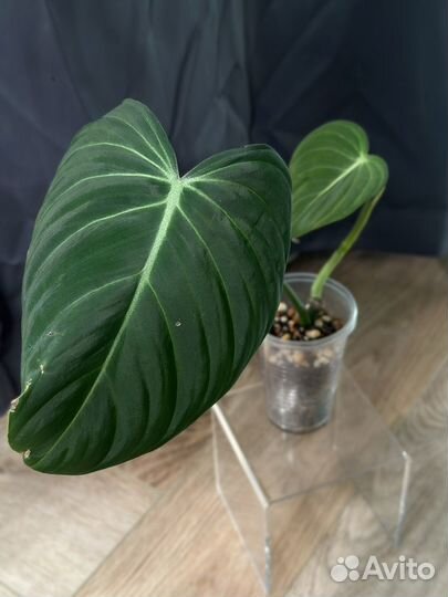 Филодендрон глориус glorious