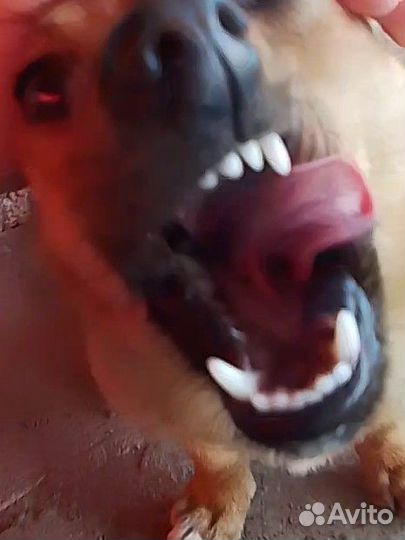 Отдам пёсика в добрые руки