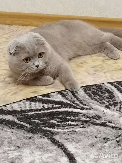 Кот для вязки