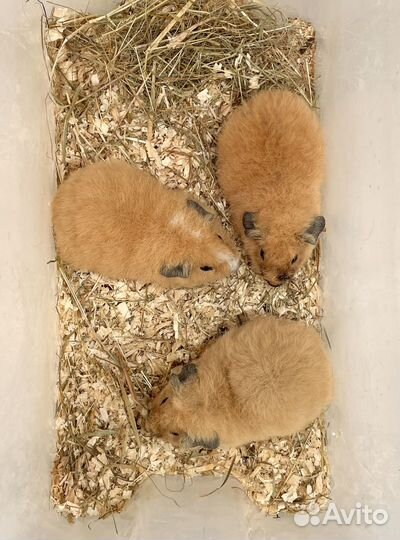 Морские свинки американский Тедди калифорния