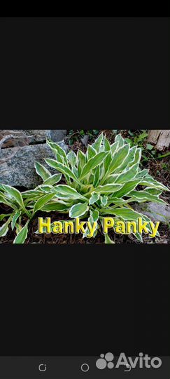 Хосты бордюрные