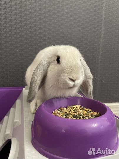 Кролик с клеткой