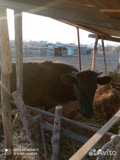 Продаю телку