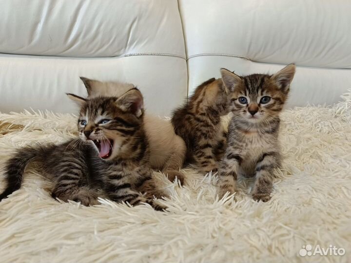 Курильский бобтейл котята