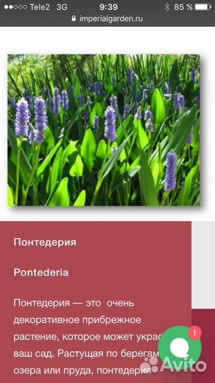 Растение водное