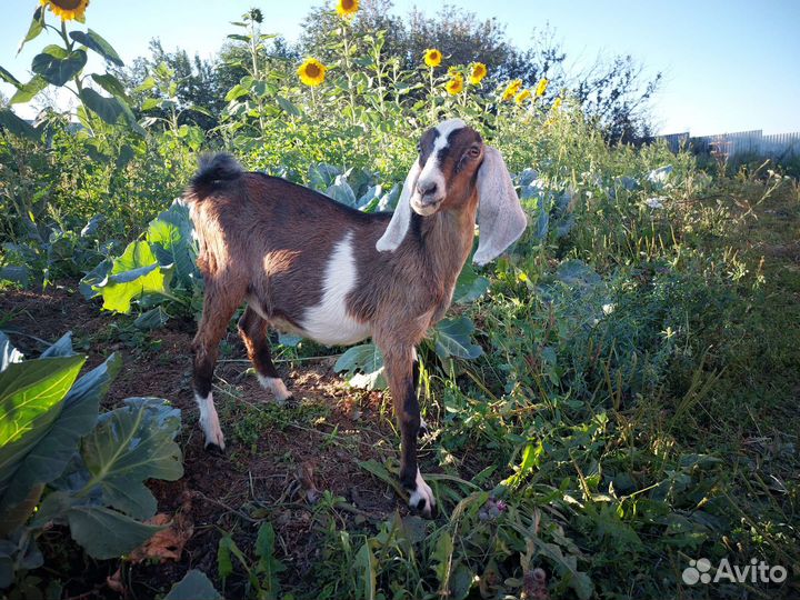 Козлы Альпийские и Нубийские