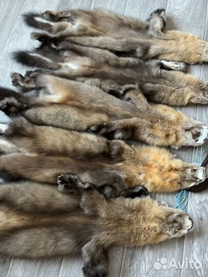 Пушнина Соболя