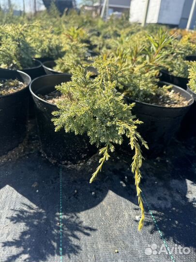 Хвойные растения