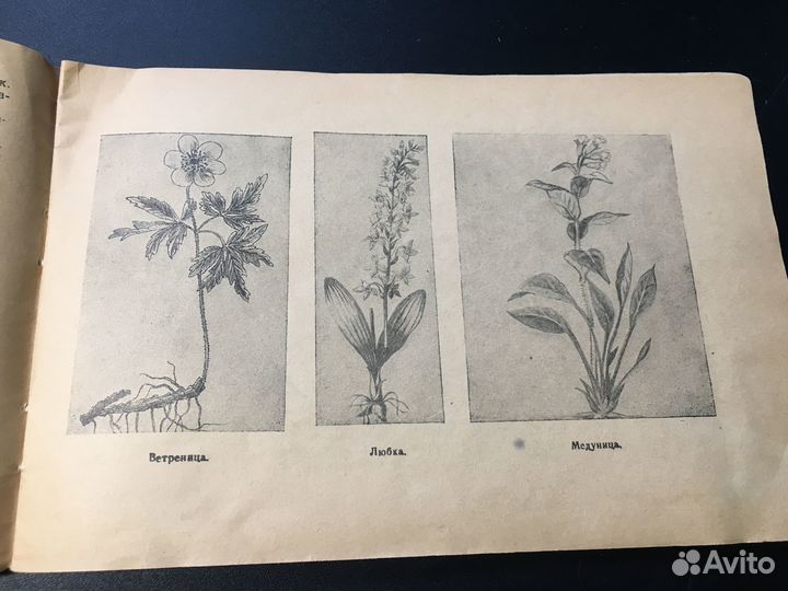 Уголок природы в детском саду, Веретенникова, 1952