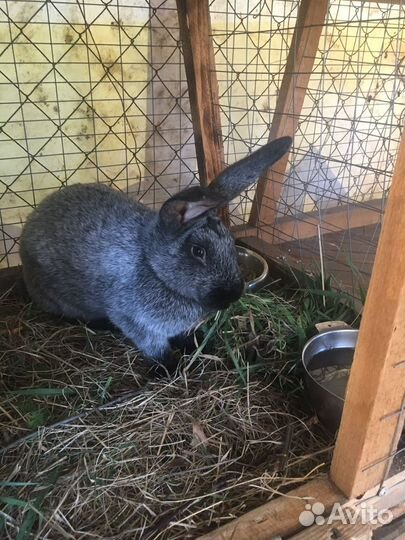 Кролики мясных пород
