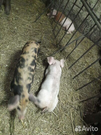 Продам поросят