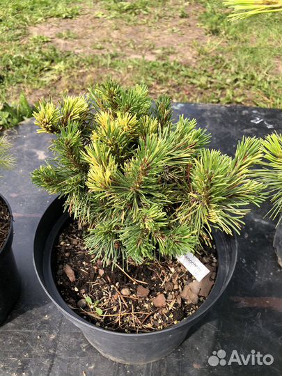 Сосна горная Милки Вей, Панох