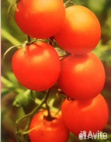 Семена томата желтая груша, (Болгария) 10с