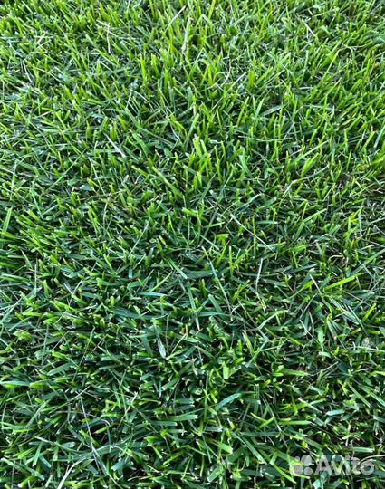 Газон. Рулонный газон