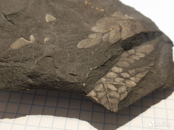 Уголь с отпечатками древних растений
