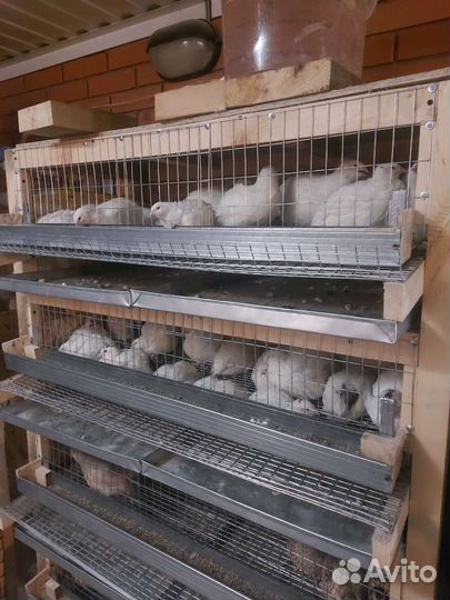 Клетка, ферма, батарея для перепелов